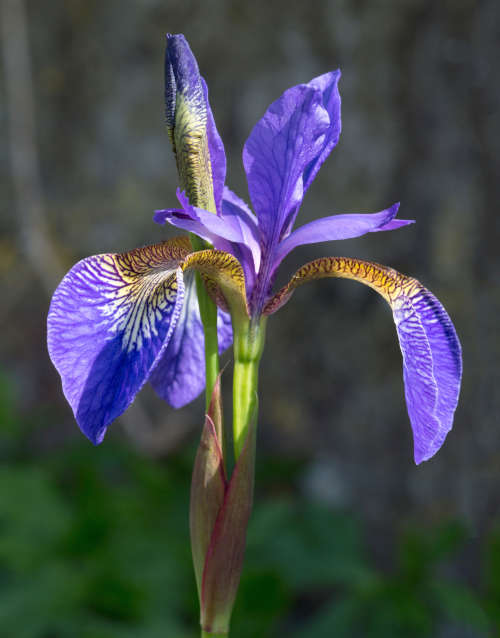 Iris Flower (Diliff, 2014)